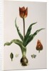 Flora Napolitana by Michele Tenore