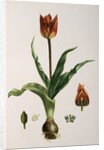 Flora Napolitana by Michele Tenore
