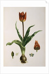 Flora Napolitana by Michele Tenore