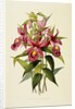 Sobralia Macrantha by James Bateman