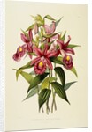 Sobralia Macrantha by James Bateman