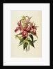 Sobralia Macrantha by James Bateman