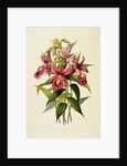 Sobralia Macrantha by James Bateman