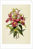Sobralia Macrantha by James Bateman