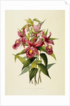 Sobralia Macrantha by James Bateman