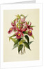 Sobralia Macrantha by James Bateman