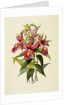 Sobralia Macrantha by James Bateman