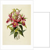 Sobralia Macrantha by James Bateman