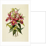 Sobralia Macrantha by James Bateman