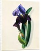 Flag Iris by Thomas Holland
