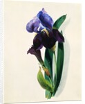 Flag Iris by Thomas Holland