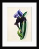 Flag Iris by Thomas Holland