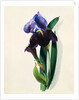 Flag Iris by Thomas Holland