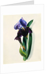 Flag Iris by Thomas Holland