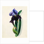 Flag Iris by Thomas Holland