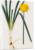 A Narcissus and Bulb by Baldassare Cattrani