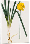 A Narcissus and Bulb by Baldassare Cattrani
