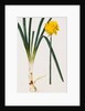 A Narcissus and Bulb by Baldassare Cattrani
