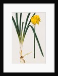 A Narcissus and Bulb by Baldassare Cattrani