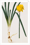 A Narcissus and Bulb by Baldassare Cattrani