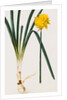 A Narcissus and Bulb by Baldassare Cattrani