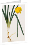 A Narcissus and Bulb by Baldassare Cattrani