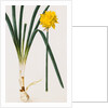 A Narcissus and Bulb by Baldassare Cattrani