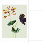 Nasturtiums and Mint German School, Circa 1800 by Anonymous