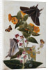 Study of Mirabilis and Origanum Dictamnus With Swallowtail and Ringlet Butterflies by Thomas Robins II