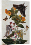 Study of Mirabilis and Origanum Dictamnus With Swallowtail and Ringlet Butterflies by Thomas Robins II