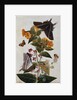 Study of Mirabilis and Origanum Dictamnus With Swallowtail and Ringlet Butterflies by Thomas Robins II