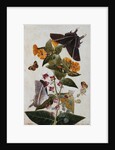 Study of Mirabilis and Origanum Dictamnus With Swallowtail and Ringlet Butterflies by Thomas Robins II