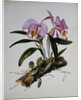 Orchidaceae: Cattleya Mossiae by Mrs. Augusta Innes Withers