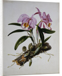 Orchidaceae: Cattleya Mossiae by Mrs. Augusta Innes Withers