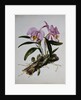 Orchidaceae: Cattleya Mossiae by Mrs. Augusta Innes Withers