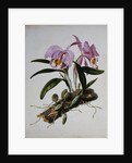 Orchidaceae: Cattleya Mossiae by Mrs. Augusta Innes Withers