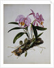 Orchidaceae: Cattleya Mossiae by Mrs. Augusta Innes Withers