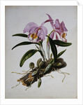 Orchidaceae: Cattleya Mossiae by Mrs. Augusta Innes Withers