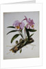 Orchidaceae: Cattleya Mossiae by Mrs. Augusta Innes Withers