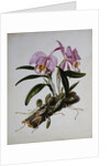 Orchidaceae: Cattleya Mossiae by Mrs. Augusta Innes Withers