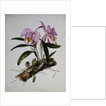 Orchidaceae: Cattleya Mossiae by Mrs. Augusta Innes Withers