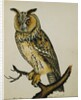 A Long-Eared Owl (Strix Otus) by Reverend Christopher Atkinson