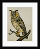 A Long-Eared Owl (Strix Otus) by Reverend Christopher Atkinson