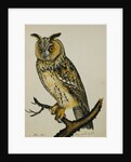 A Long-Eared Owl (Strix Otus) by Reverend Christopher Atkinson