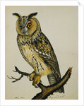 A Long-Eared Owl (Strix Otus) by Reverend Christopher Atkinson