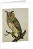 A Long-Eared Owl (Strix Otus) by Reverend Christopher Atkinson