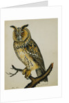 A Long-Eared Owl (Strix Otus) by Reverend Christopher Atkinson
