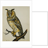 A Long-Eared Owl (Strix Otus) by Reverend Christopher Atkinson
