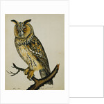 A Long-Eared Owl (Strix Otus) by Reverend Christopher Atkinson