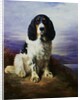 Royal, A Tri-Colour Working Springer Spaniel by Lilian Cheviot